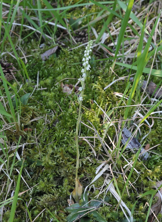 Goodyera repens